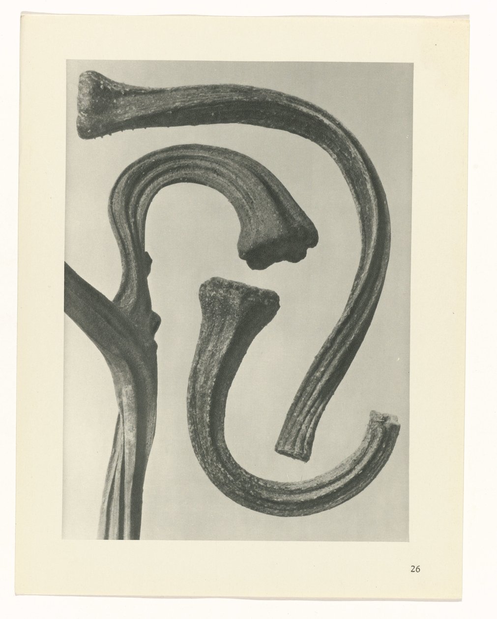 planera studien Archetypes of Art (serietitel) av Karl Blossfeldt