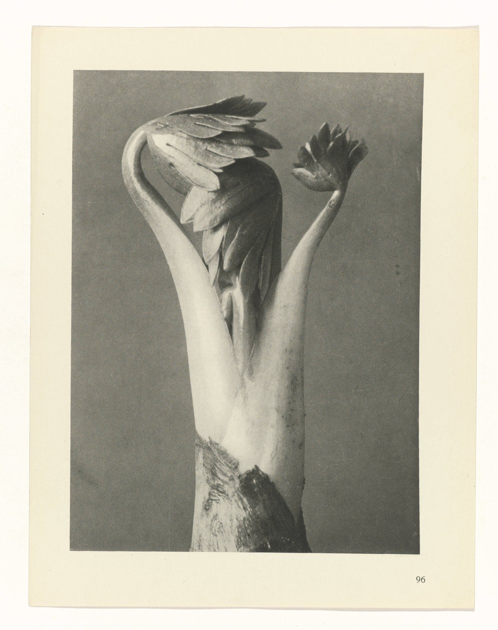 planera studie Archetypes of Art (serietitel) av Karl Blossfeldt