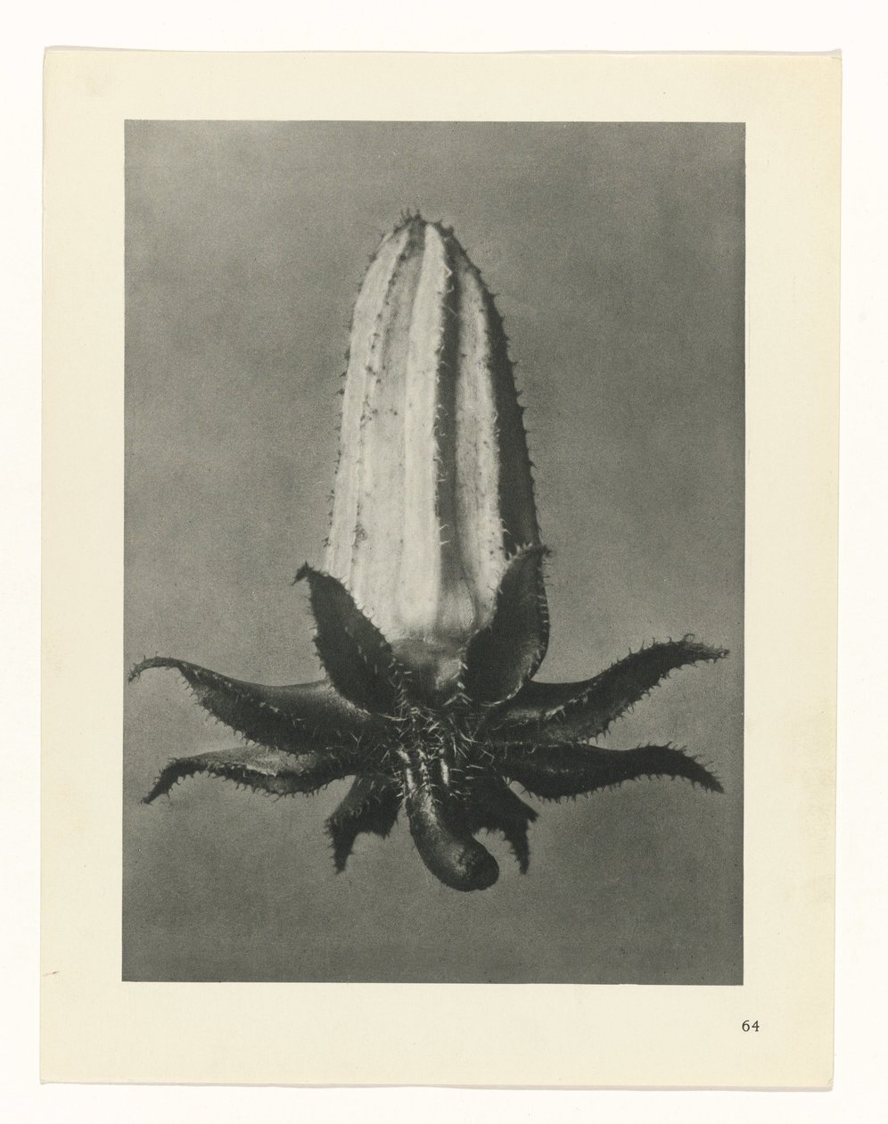 planera studien Archetypes of Art (serietitel) av Karl Blossfeldt
