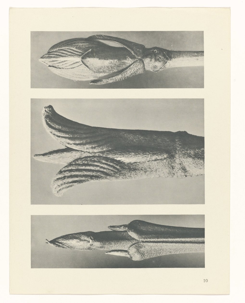 planera studien Archetypes of Art (serietitel) av Karl Blossfeldt