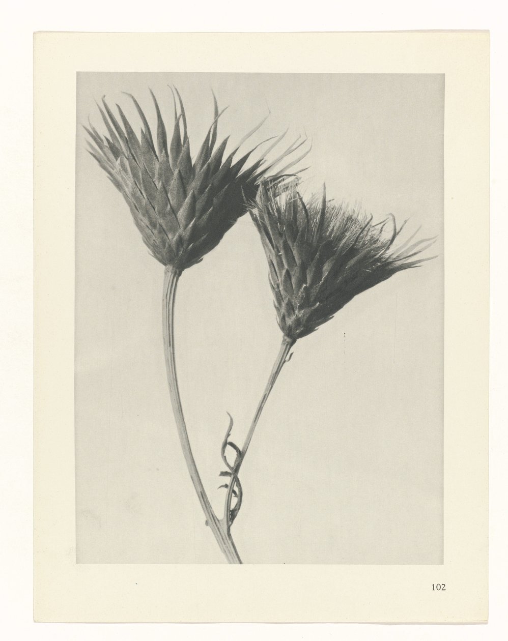 planera studien Archetypes of Art (serietitel) av Karl Blossfeldt