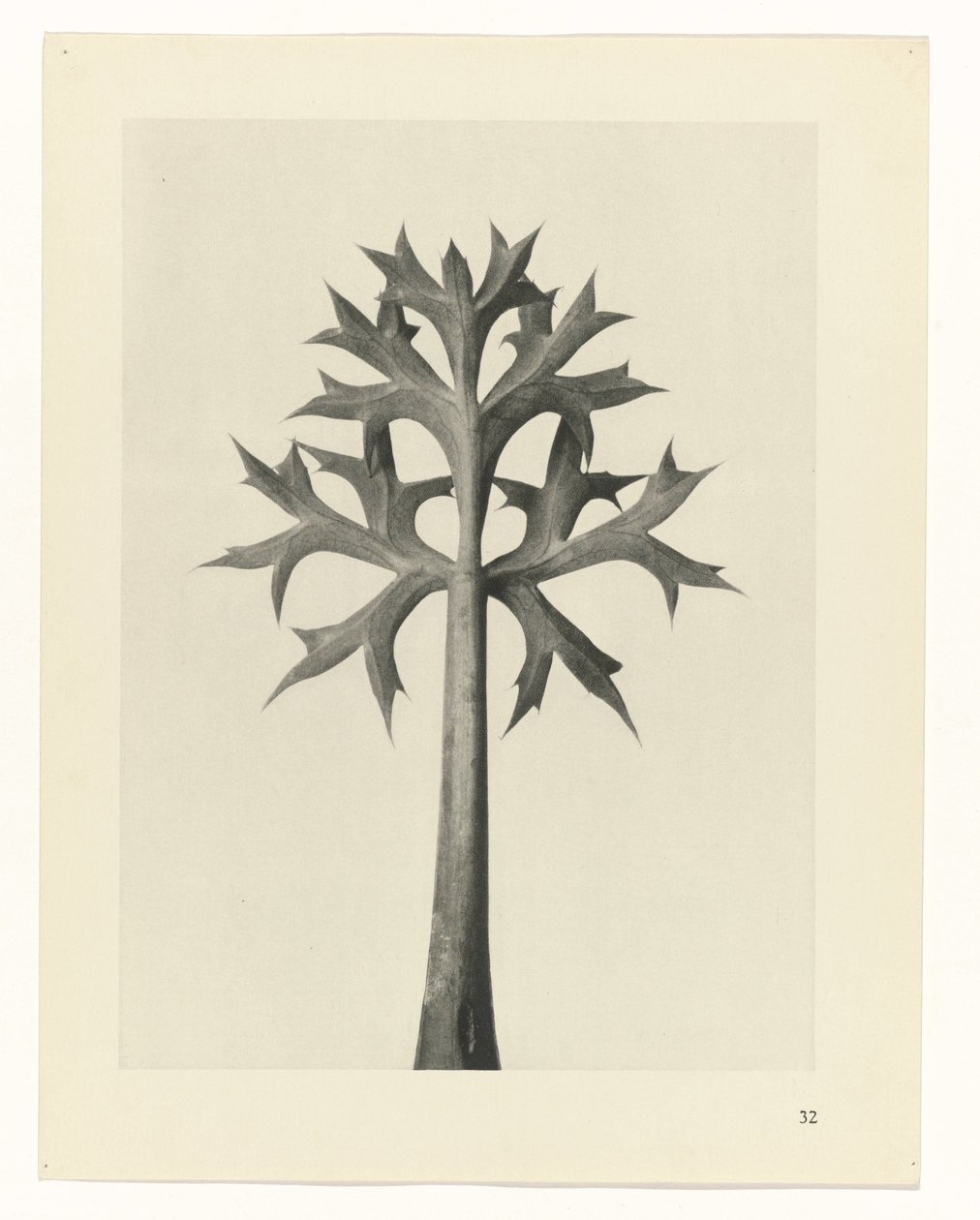 planera studien Archetypes of Art (serietitel) av Karl Blossfeldt