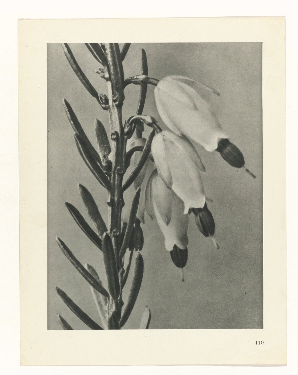 planera studien Archetypes of Art (serietitel) av Karl Blossfeldt