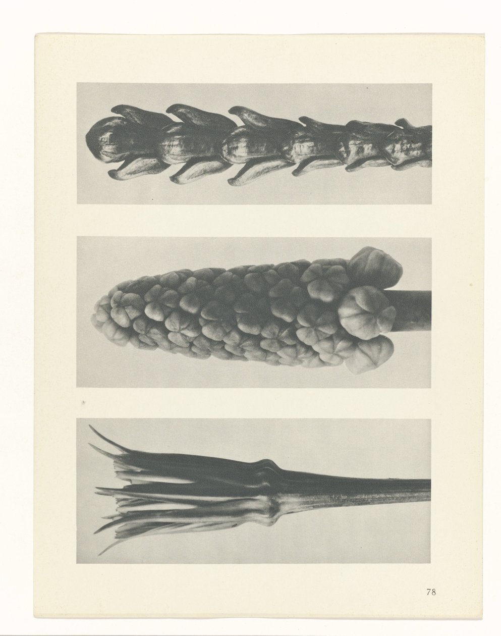 planera studien Archetypes of Art (serietitel) av Karl Blossfeldt
