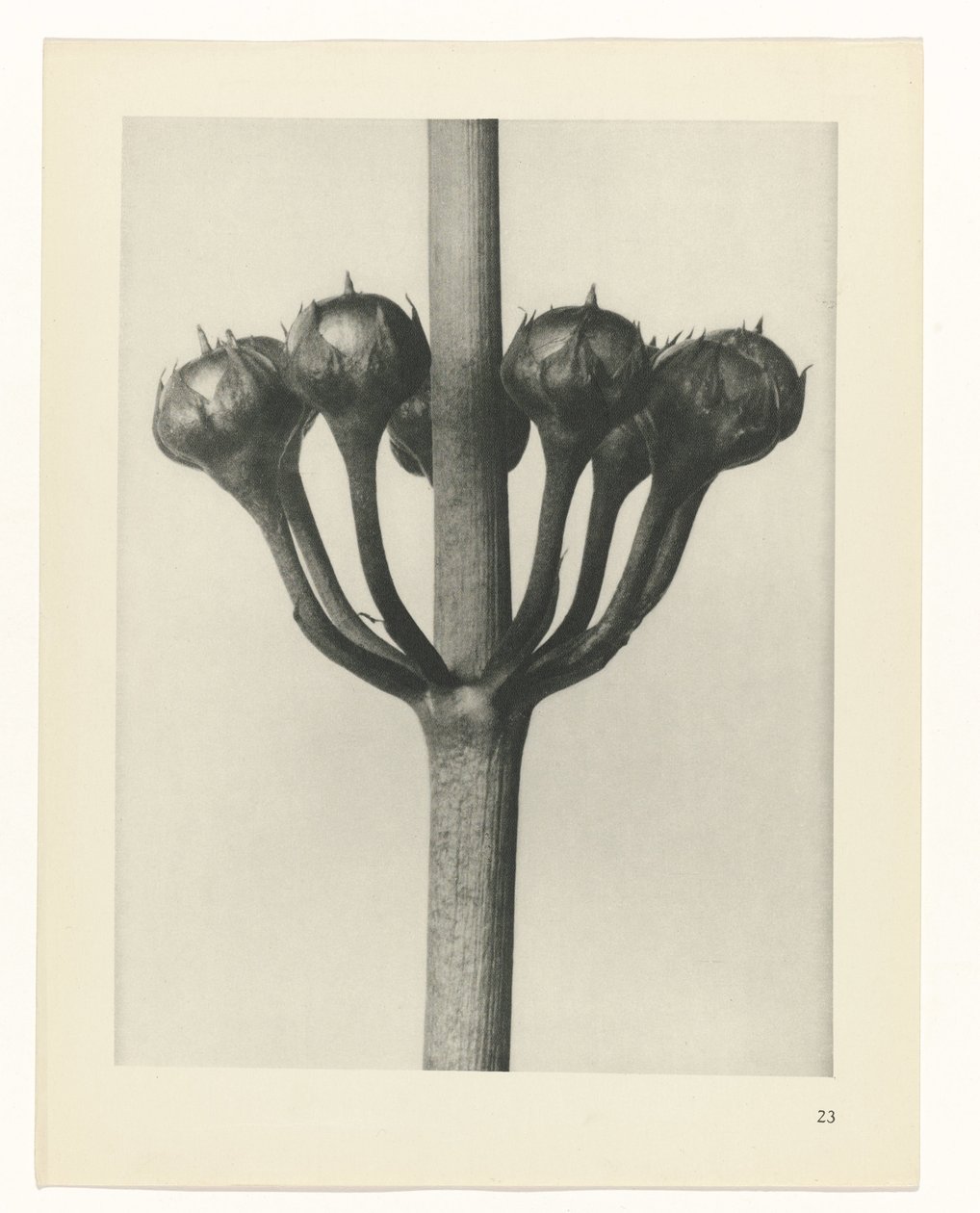 planera studie Archetypes of Art (serietitel) av Karl Blossfeldt