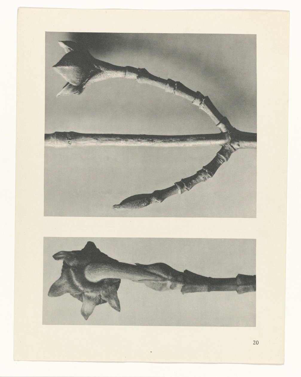 planera studien Archetypes of Art (serietitel) av Karl Blossfeldt