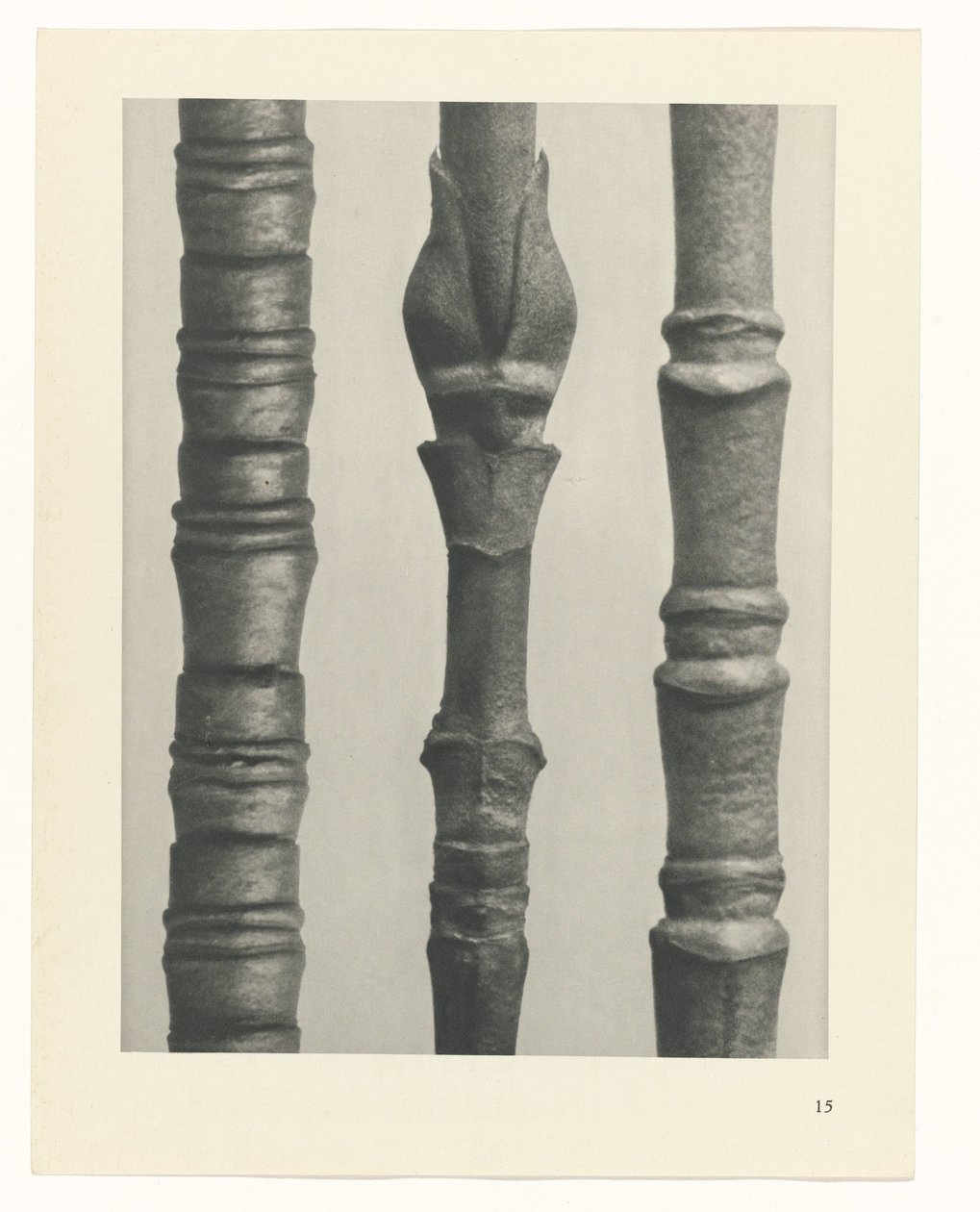 planera studien Archetypes of Art (serietitel) av Karl Blossfeldt