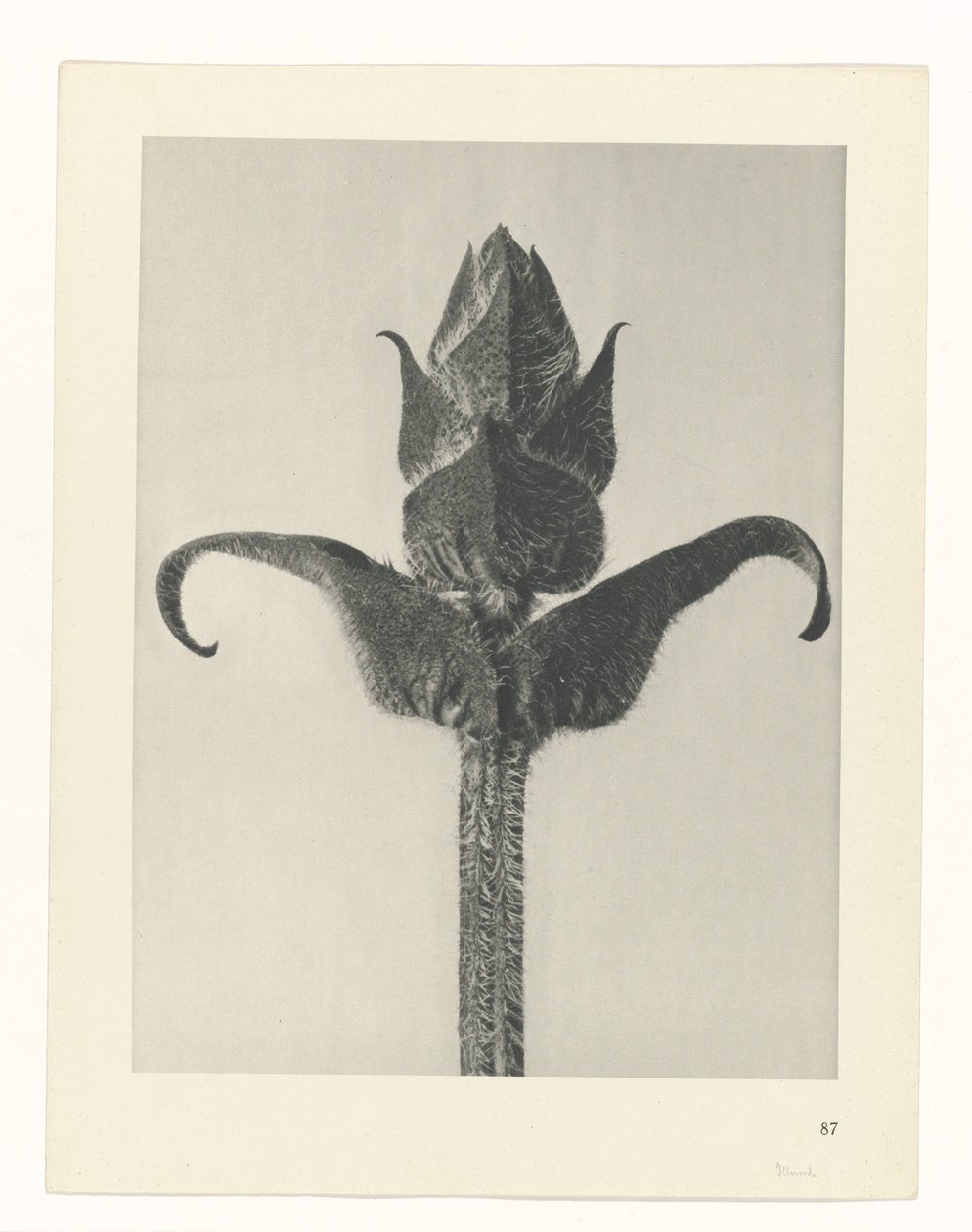 planera studien Archetypes of Art (serietitel) av Karl Blossfeldt