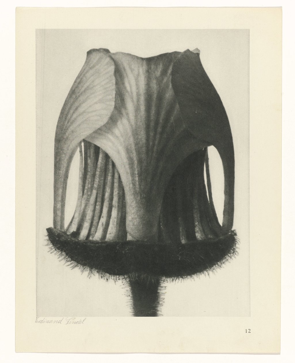 planera studien Archetypes of Art (serietitel) av Karl Blossfeldt