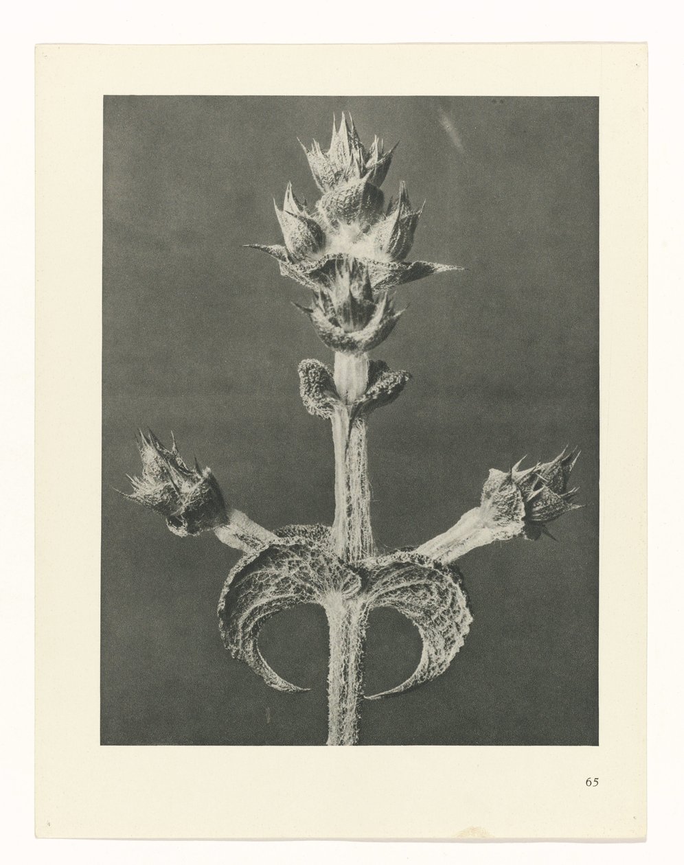 planera studien Archetypes of Art (serietitel) av Karl Blossfeldt