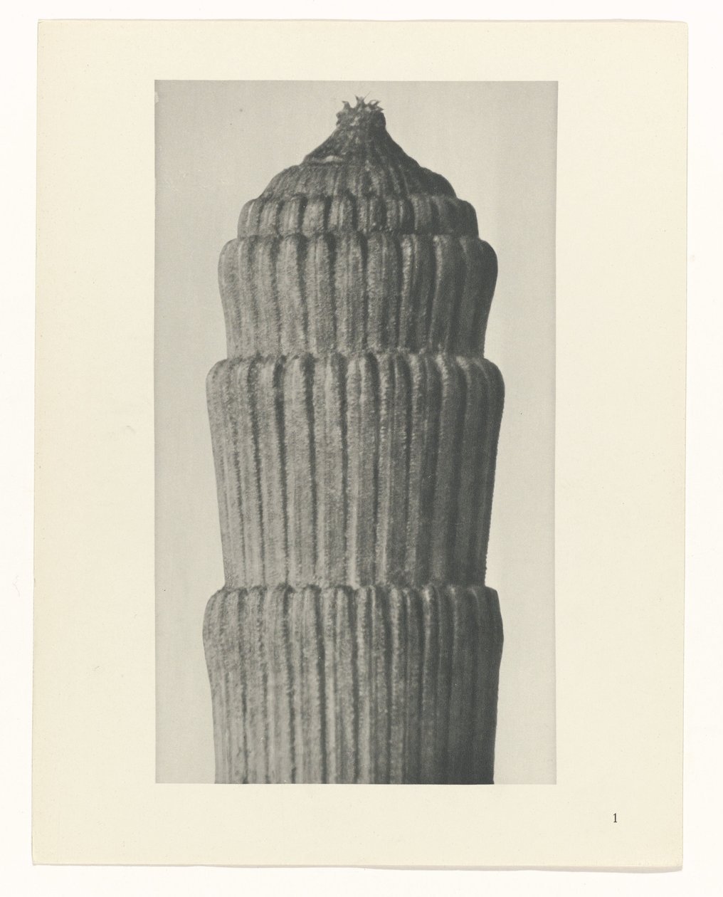 Planstudie, Equisetum hiemale Archetypes of Art (serietitel) av Karl Blossfeldt