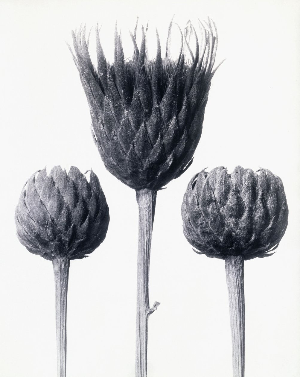 Serratula Nudicaulis (barskaftad vanlig sågsort), ca 1928 (silvertryck av gelatin) av Karl Blossfeldt