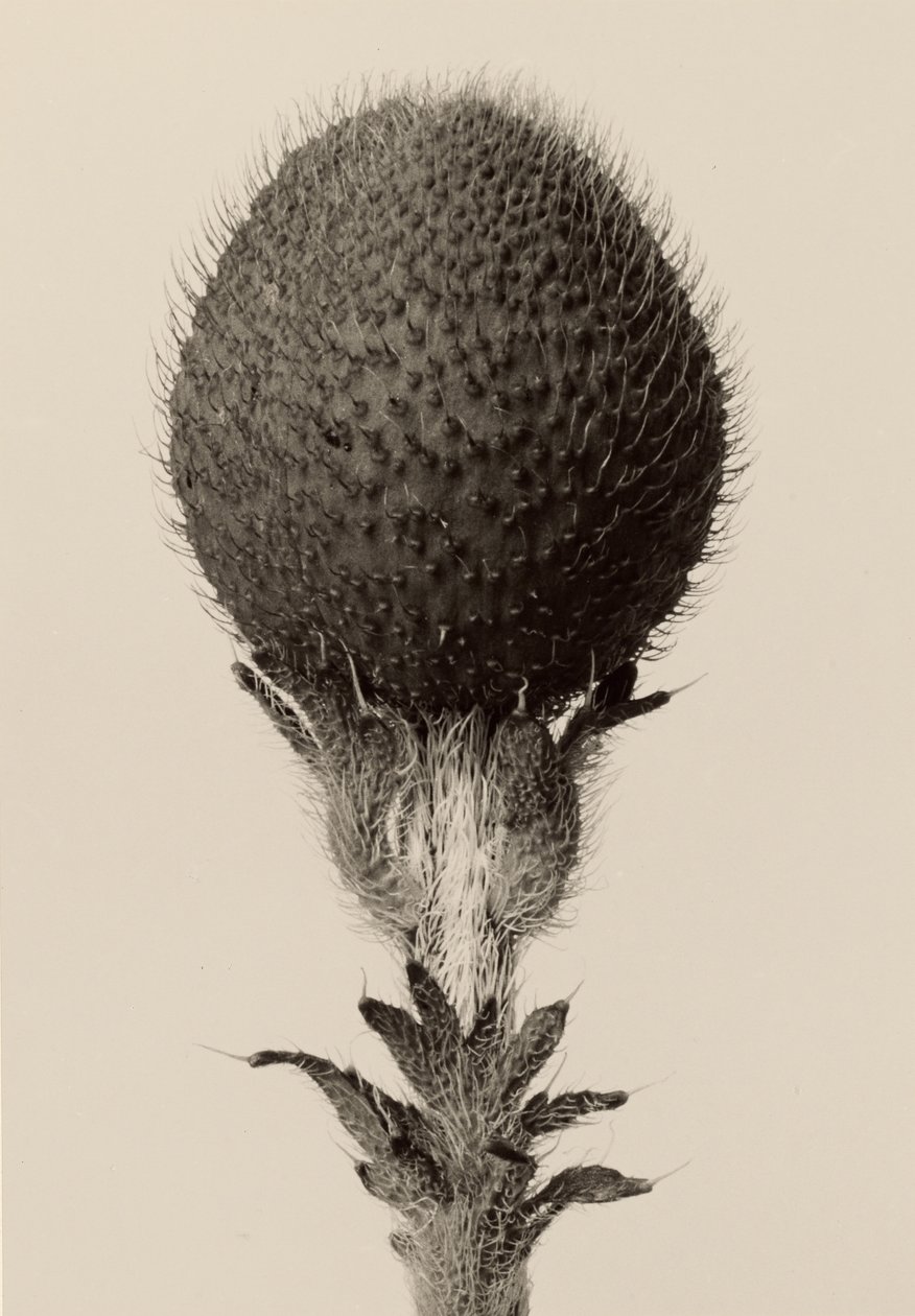 [Törnbeströdd lökväxt] av Karl Blossfeldt