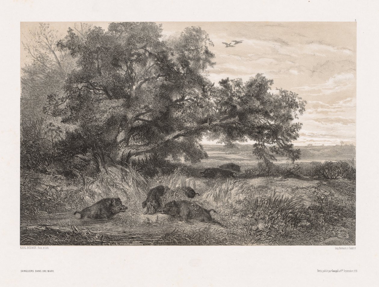 Djur och landskap efter naturen: Vildsvin i en damm av Karl Bodmer