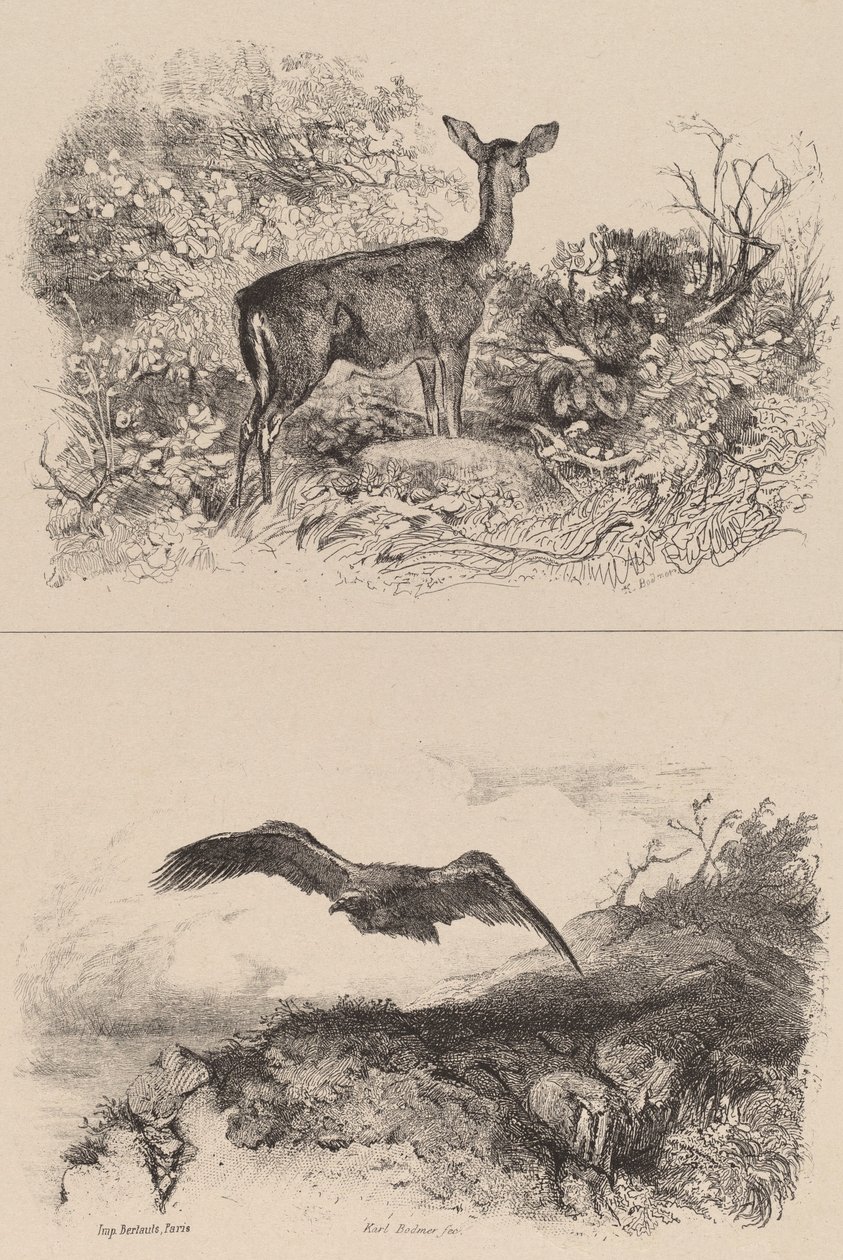 Doe, Örn. av Karl Bodmer