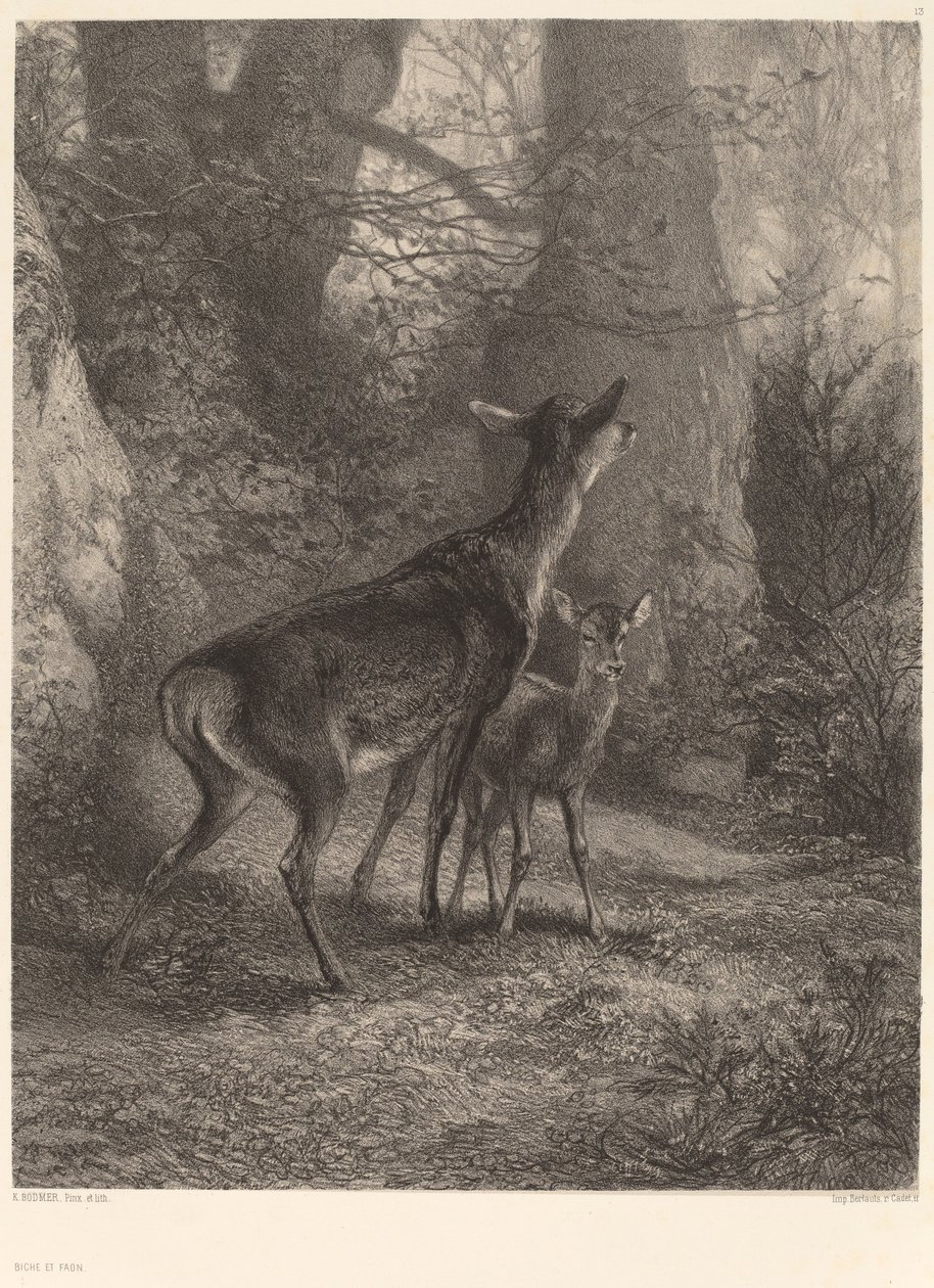 Doe och Fawn av Karl Bodmer