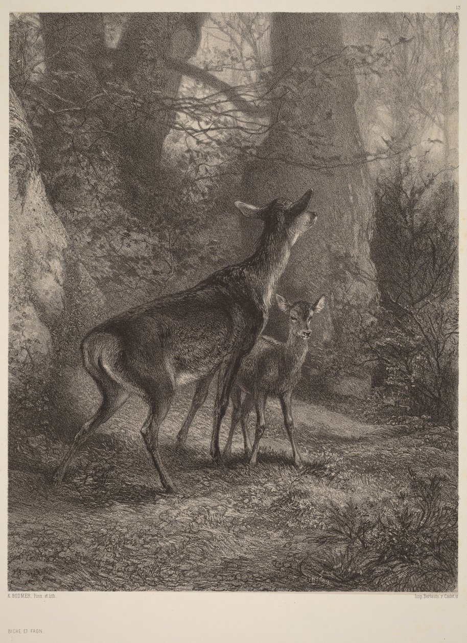 Hind och kalv av Karl Bodmer
