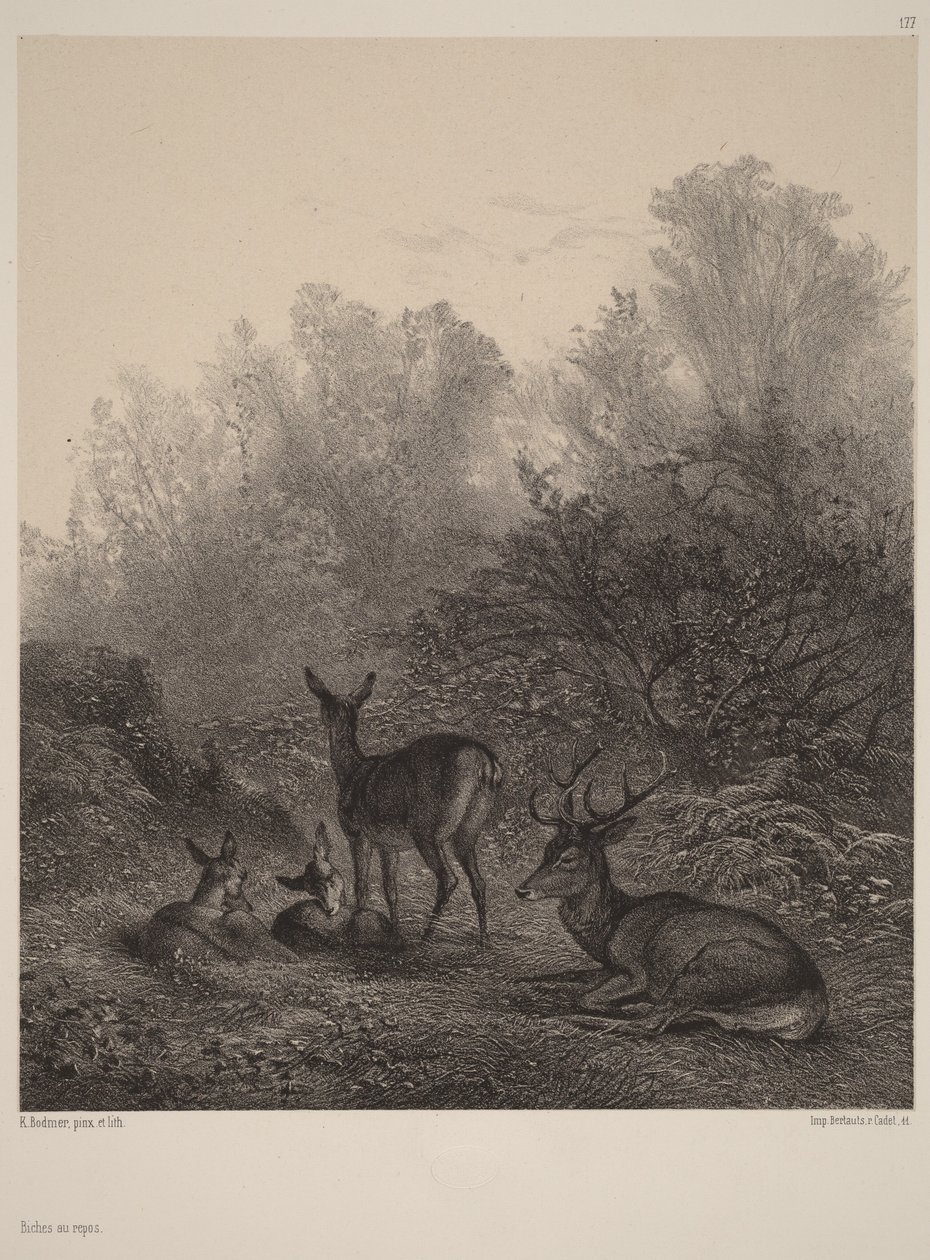 Hindar som vilar av Karl Bodmer