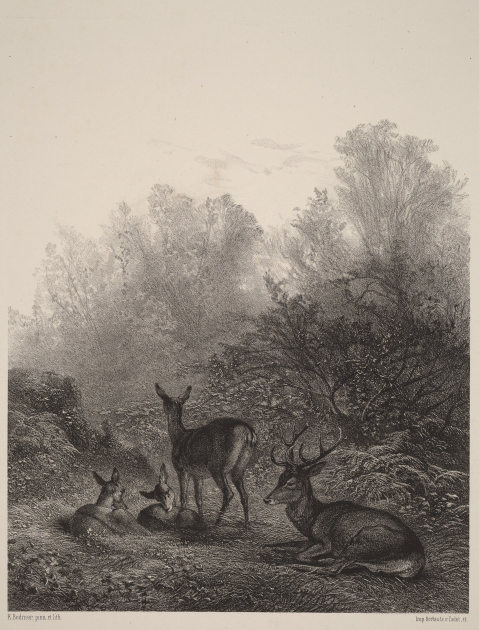 Vilande hindar av Karl Bodmer
