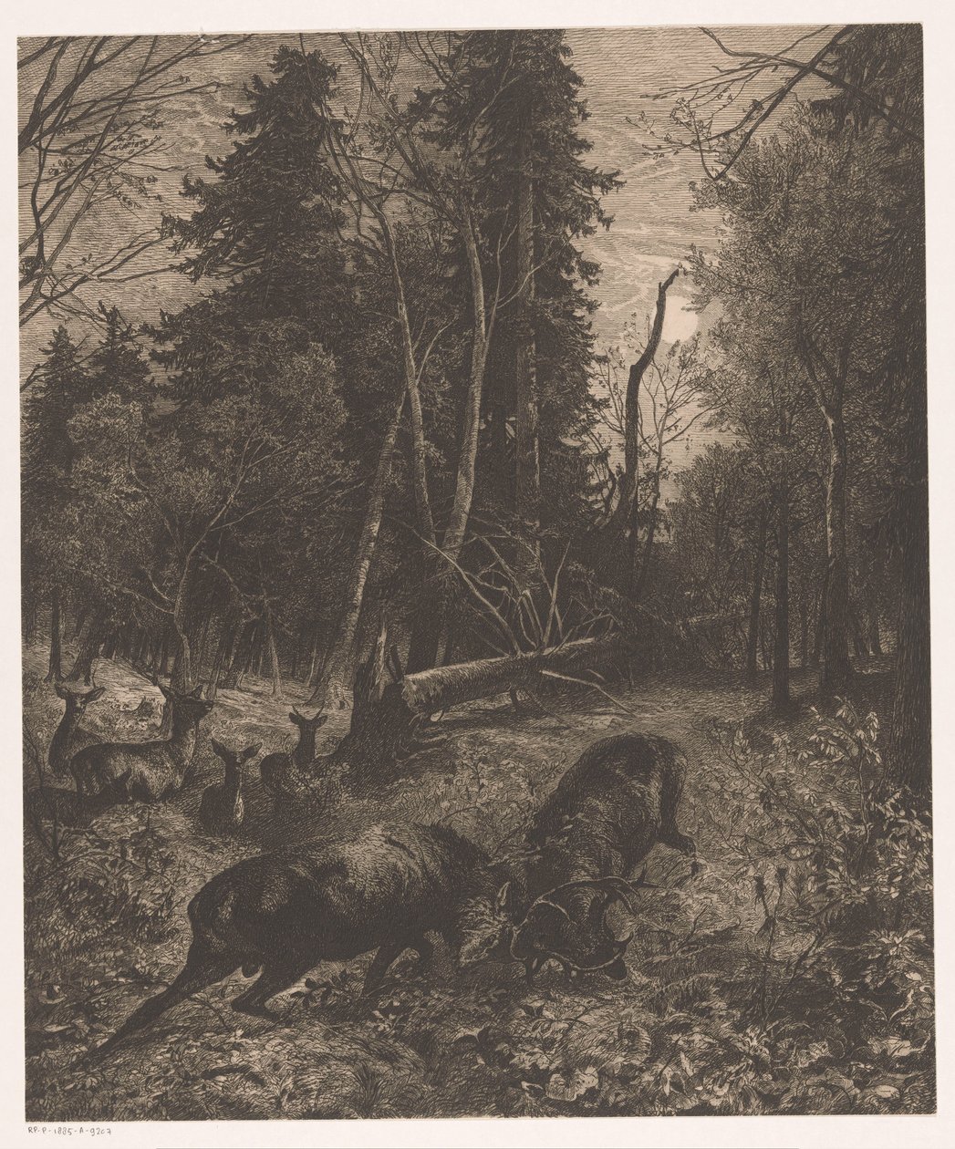 Skogsplats med två kämpande rådjur av Karl Bodmer