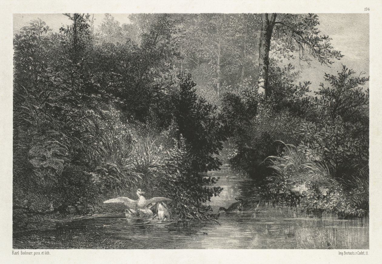 Canards (ankor) av Karl Bodmer