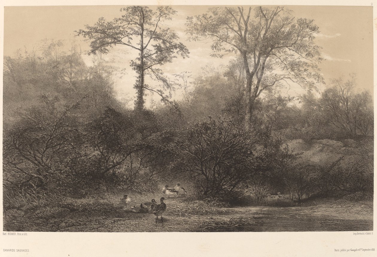 Vildänder. av Karl Bodmer