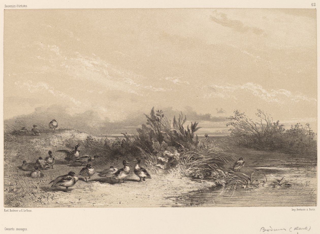 Vildänder av Karl Bodmer