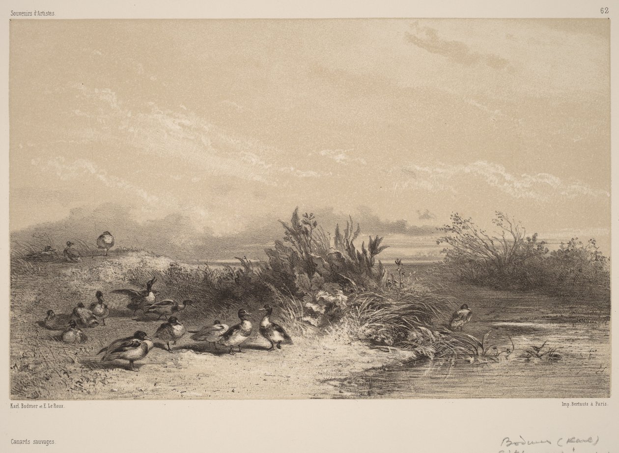 Vildänder av Karl Bodmer