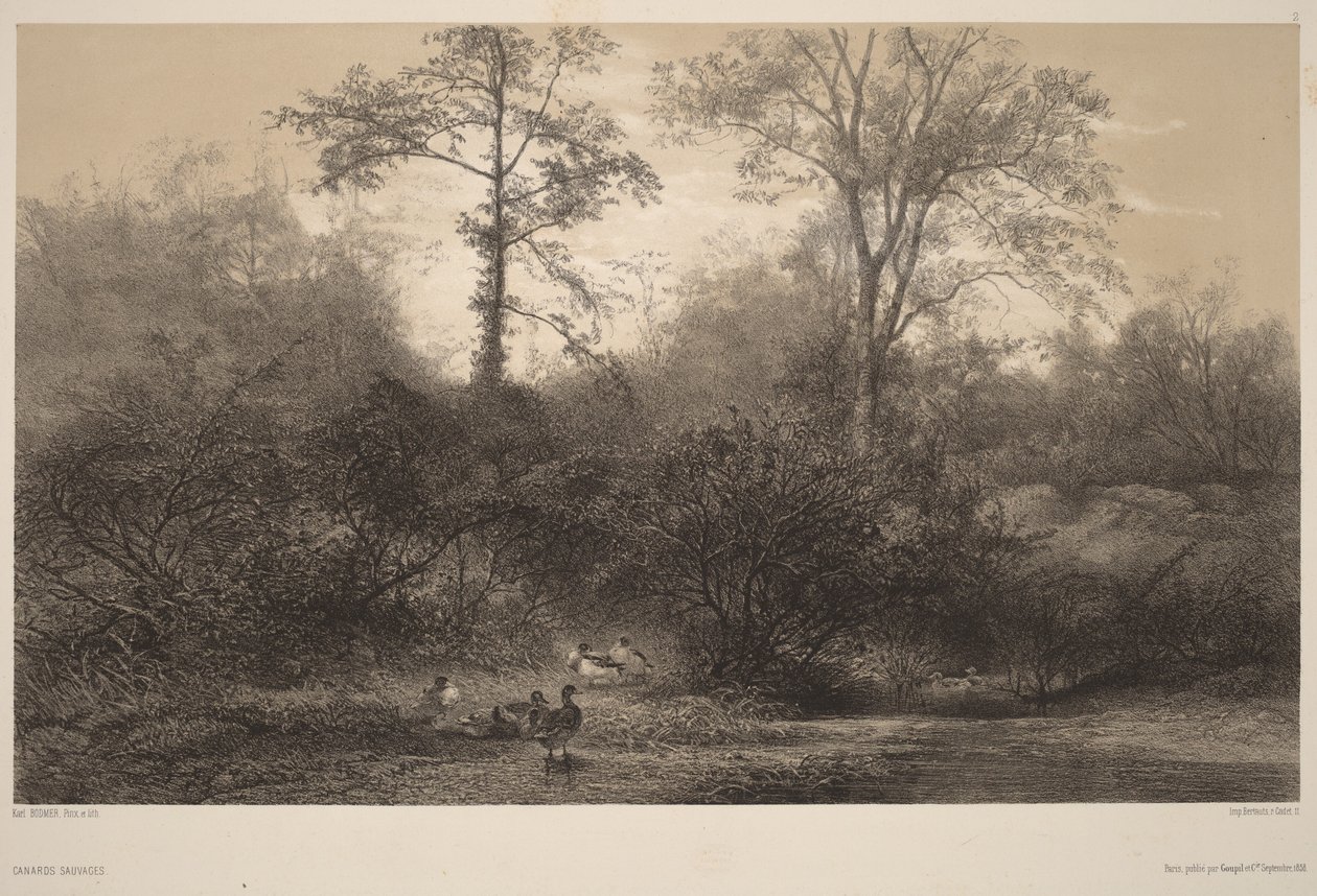 Vildänder av Karl Bodmer