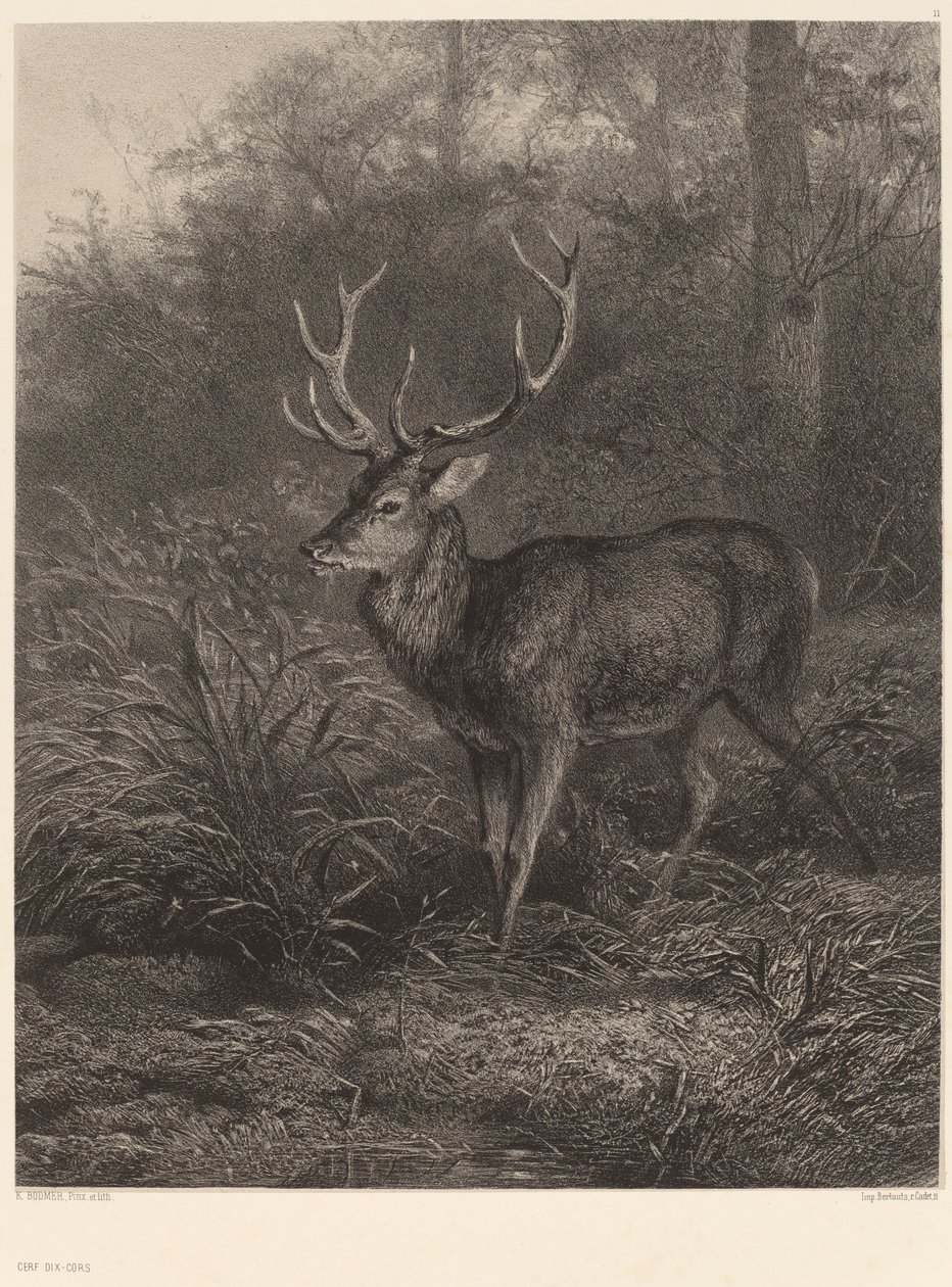 Cerf Dix-Cors. av Karl Bodmer