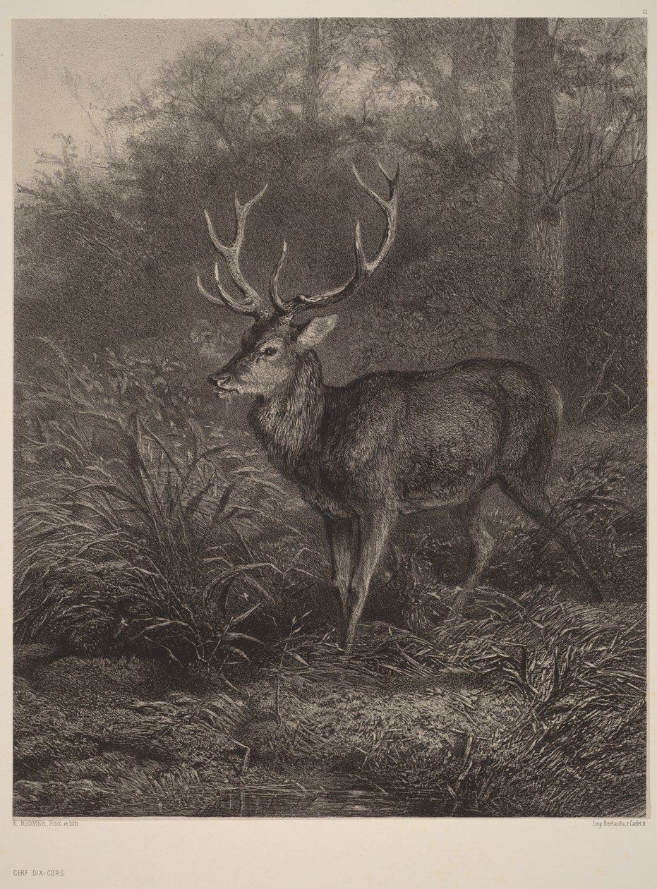 Tiohornad hjort av Karl Bodmer