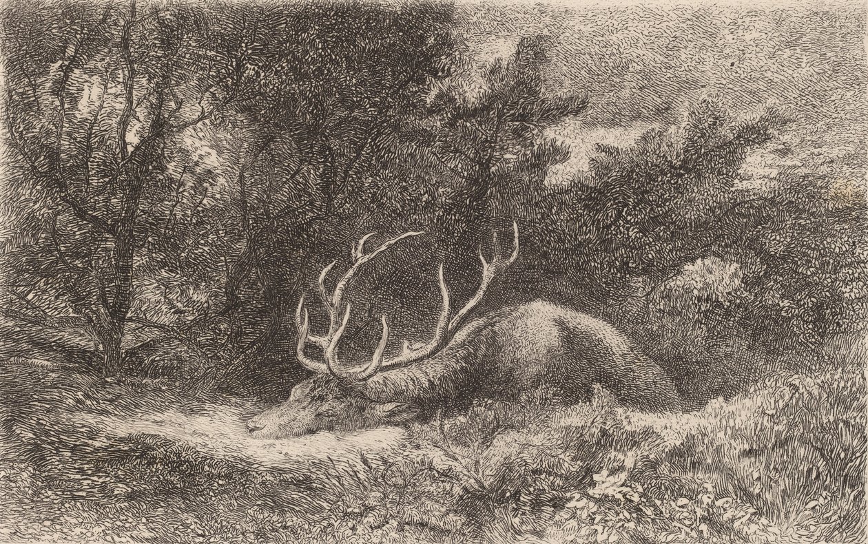 Rådjur a la Reposee. av Karl Bodmer