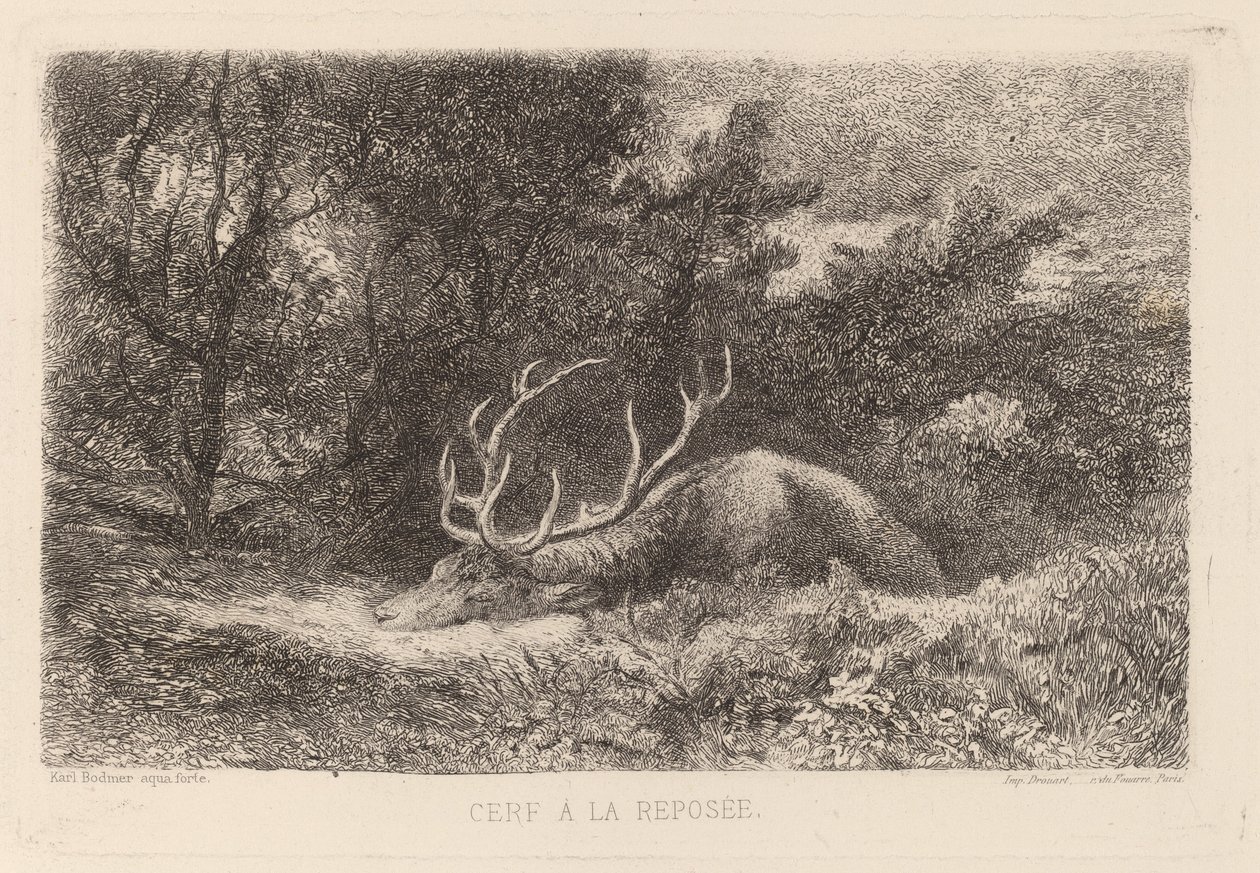 Rådjur a la Reposee av Karl Bodmer