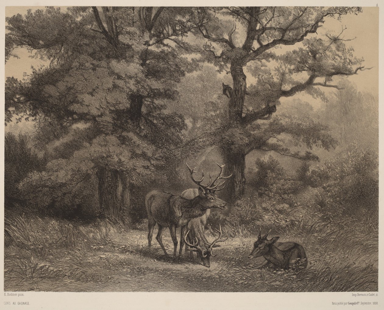 Betande hjortar av Karl Bodmer