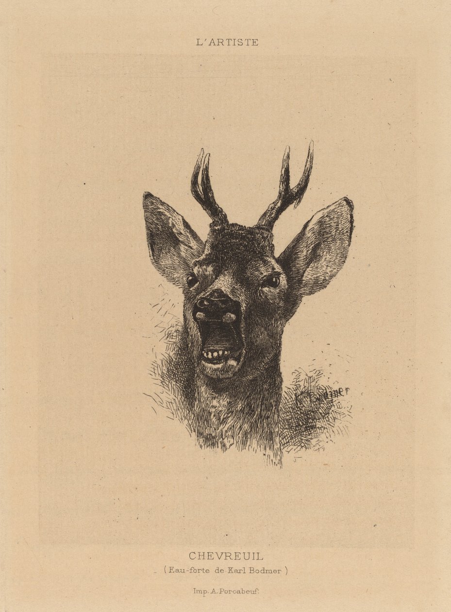 Rådjur. av Karl Bodmer