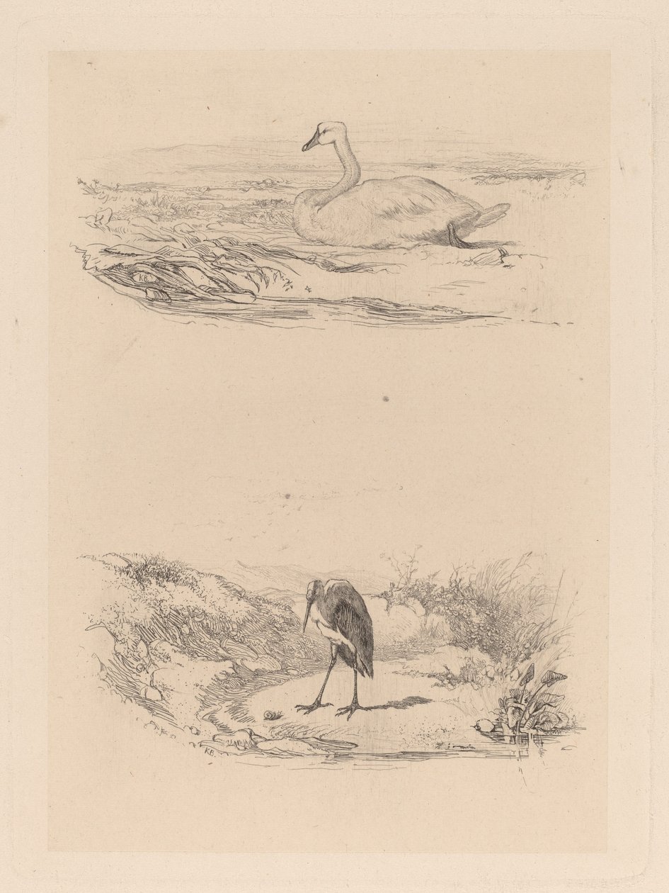svan, häger av Karl Bodmer