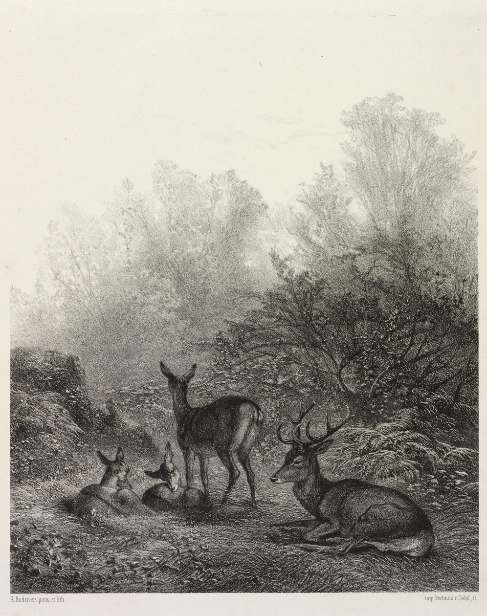 Rådjur i vila. av Karl Bodmer