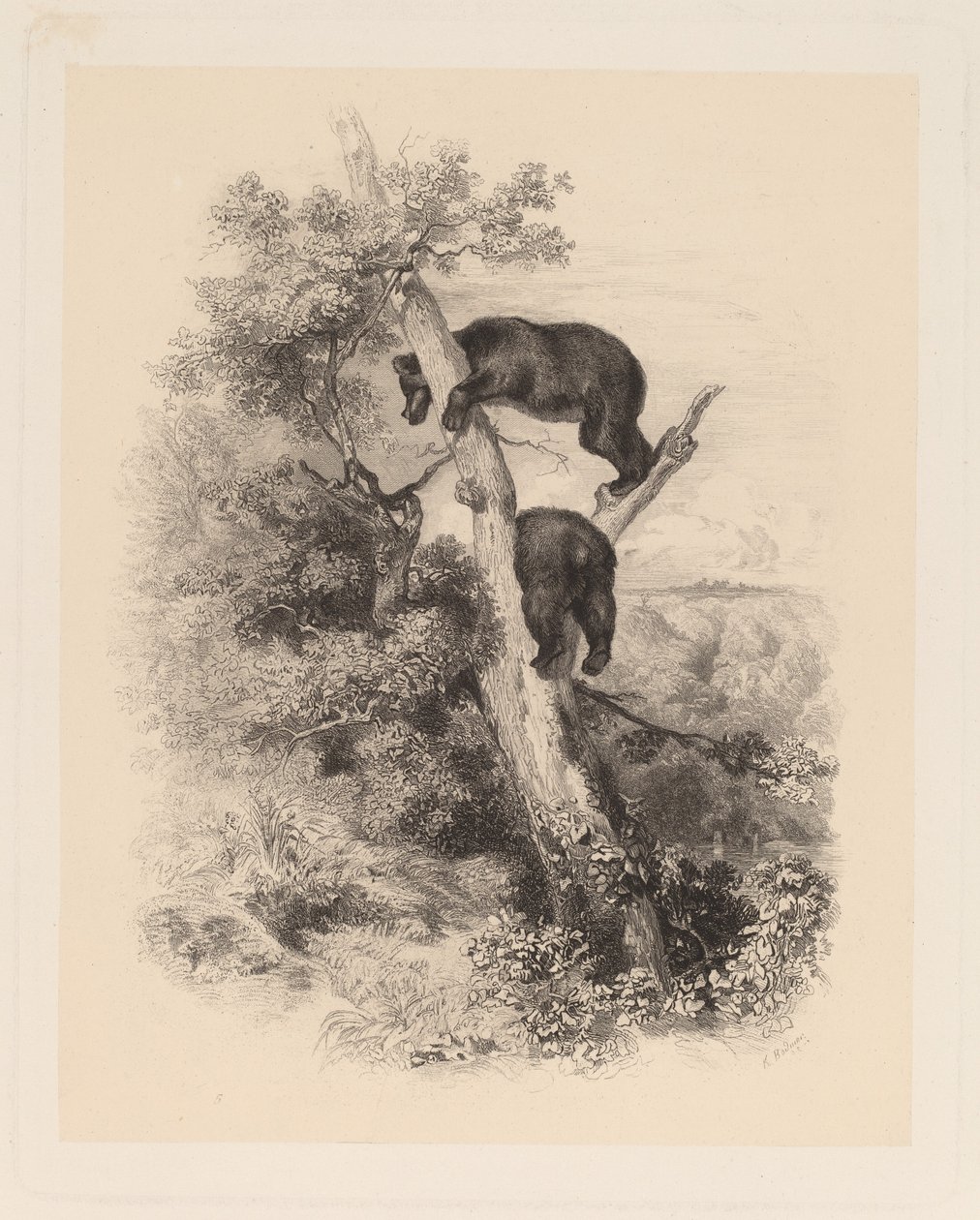 Två björnar av Karl Bodmer