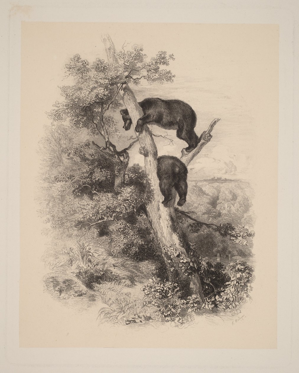 Två björnar av Karl Bodmer