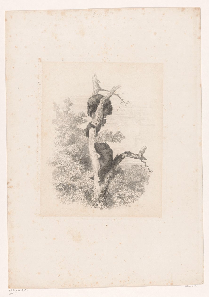 Tre björnar i ett träd Landskap med djur (serietitel) av Karl Bodmer