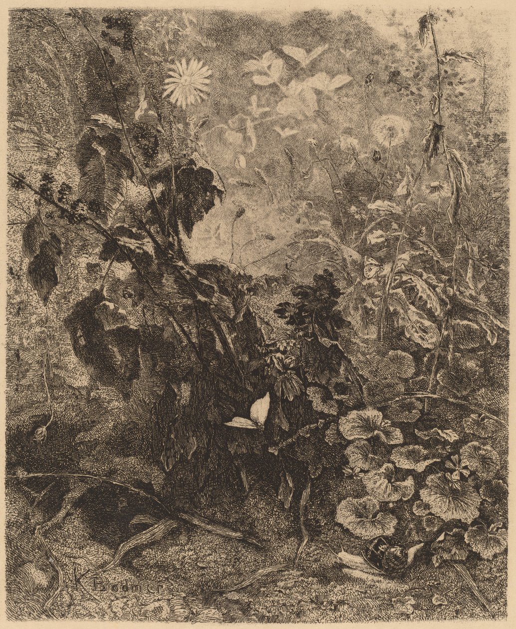 Sniglar och fjärilar. av Karl Bodmer