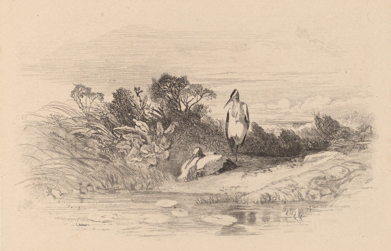 Häger. av Karl Bodmer