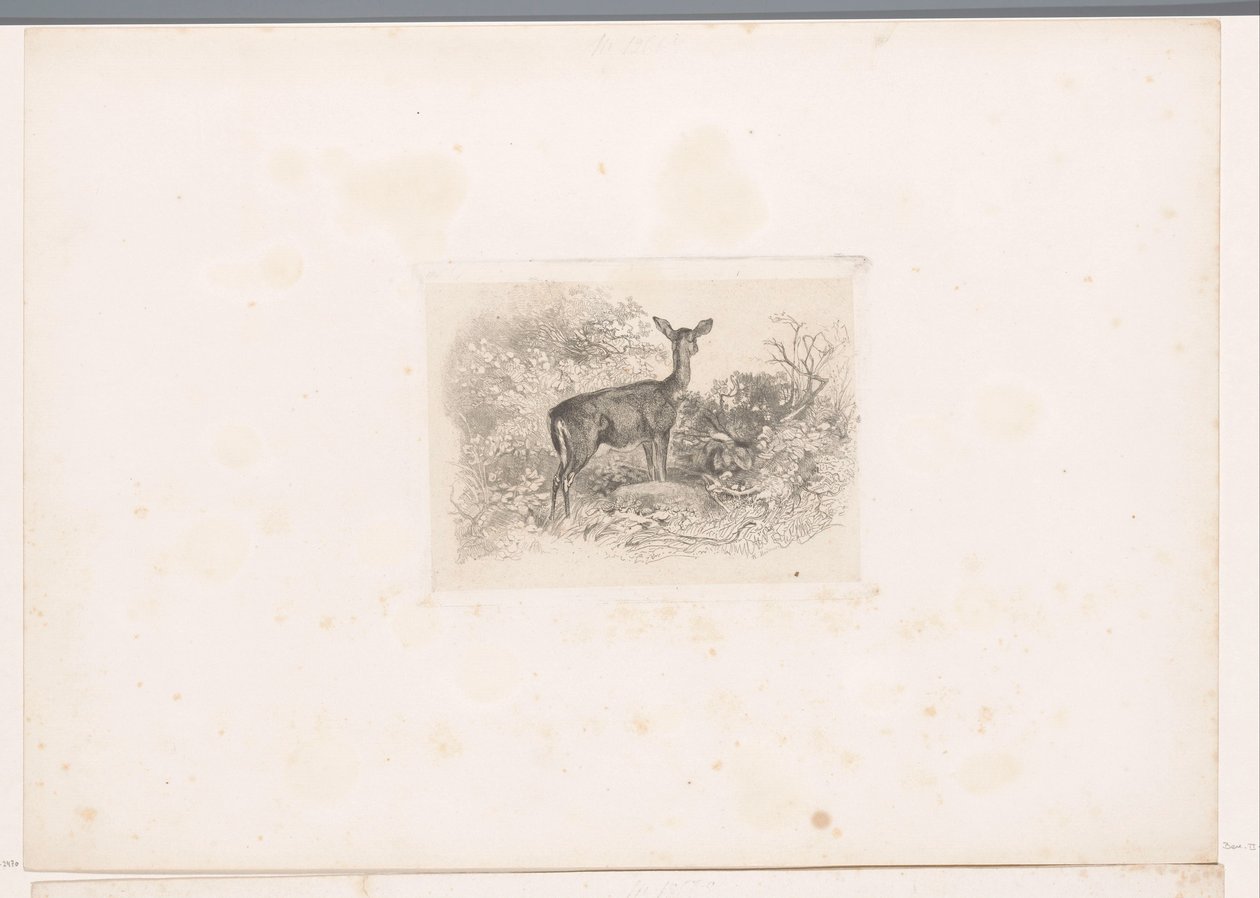 Hindu i skogen Landskap med djur (serietitel) av Karl Bodmer
