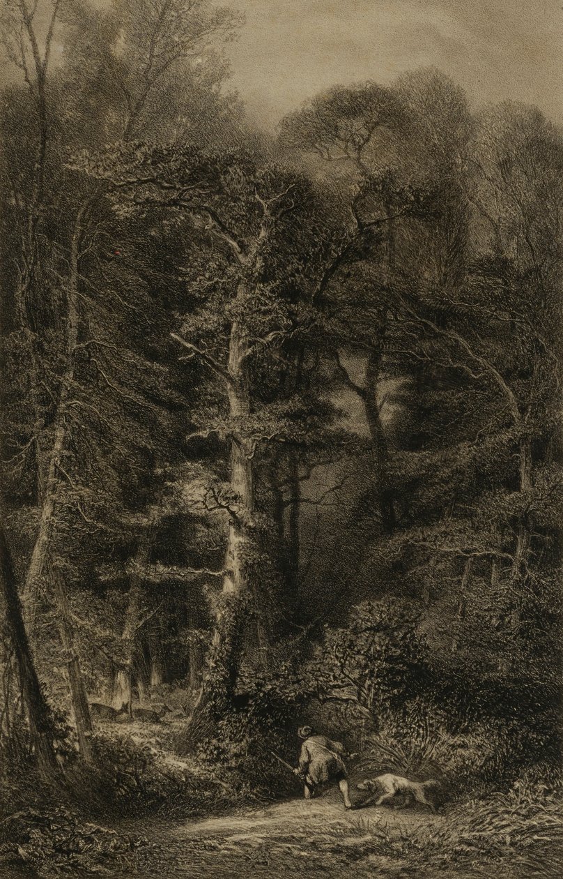 Skogens interiör av Karl Bodmer