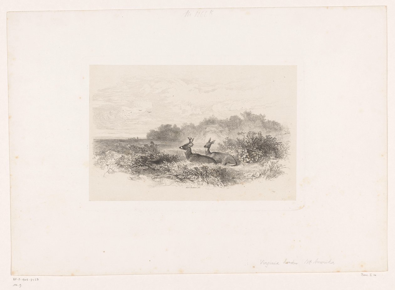 Landskap med två vitsvanshjortar Landskap med djur (serietitel) av Karl Bodmer