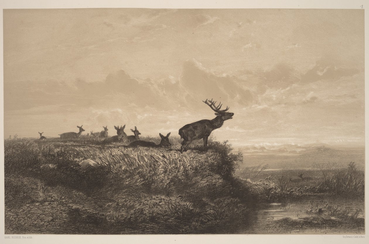 Morgonen. Hjort och hindar av Karl Bodmer