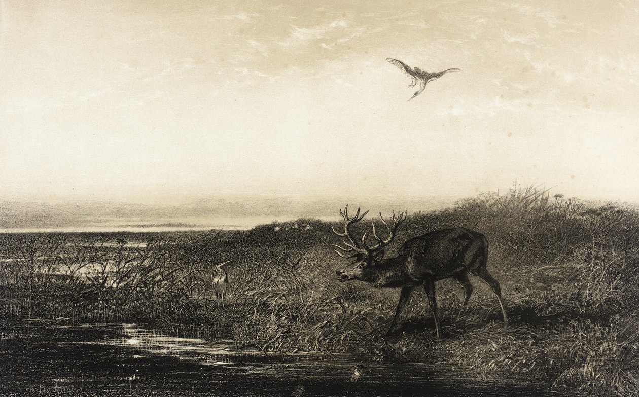 Kvällen: Hjort och hägrar av Karl Bodmer