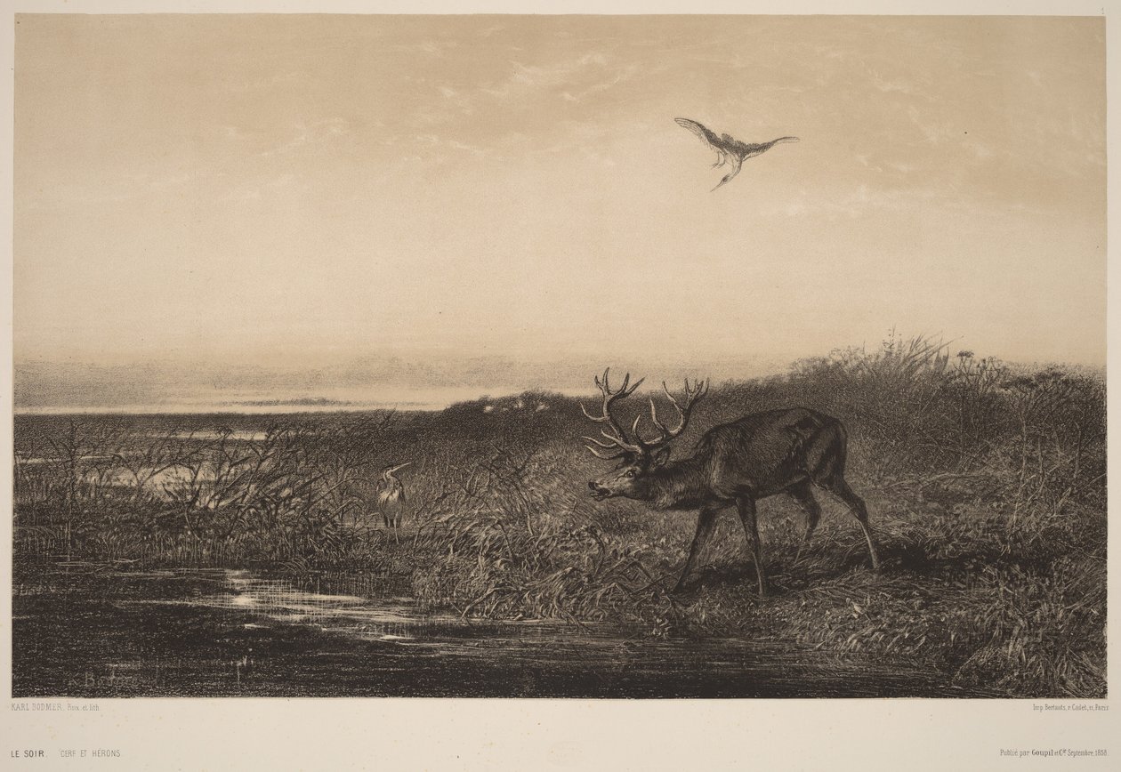 Le Soir.  Hjort och hägrar av Karl Bodmer