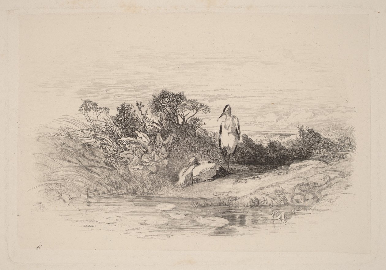 De två hägrarna av Karl Bodmer