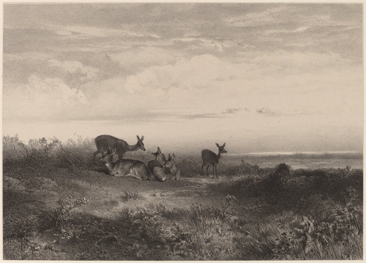 Hinderna. av Karl Bodmer